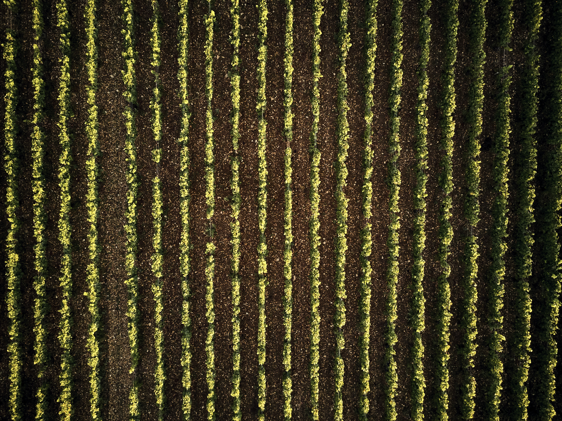 20170823-puxanphoto.com-Bourgogne2017DRONEDJI_0295